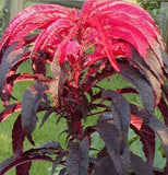 Amaranthus tricolor Early Splendor | Summer Poinsettia | Josephs Coat | 100_Seeds