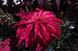 Amaranthus tricolor Early Splendor | Summer Poinsettia | Josephs Coat | 100_Seeds