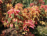 Amaranthus tricolor Early Splendor | Summer Poinsettia | Josephs Coat | 100_Seeds