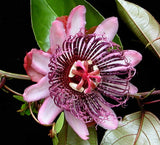 Passiflora ambigua | Mountain Granadilla | 5_Seeds