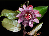 Passiflora ambigua | Mountain Granadilla | 5_Seeds