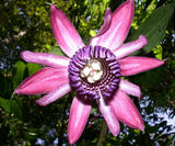 Passiflora ambigua | Mountain Granadilla | 5_Seeds