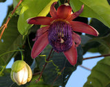 Passiflora ambigua | Mountain Granadilla | 5_Seeds