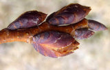 Ulmus americana | American Elm | White Water Soft FL Elm | 20_Seeds