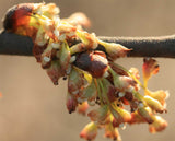 Ulmus americana | American Elm | White Water Soft FL Elm | 20_Seeds