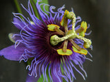 Passiflora amethystina Minas Gerais | 10_Seeds