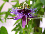 Passiflora amethystina Minas Gerais | 10_Seeds