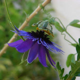Passiflora amethystina Minas Gerais | 10_Seeds
