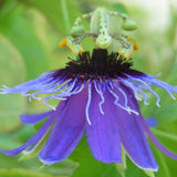 Passiflora amethystina Minas Gerais | 10_Seeds