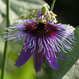 Passiflora amethystina Minas Gerais | 10_Seeds