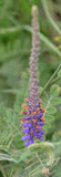 Amorpha canescens | Lead Plant | Prairie Shoestring | 200_Seeds