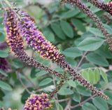 Amorpha canescens | Lead Plant | Prairie Shoestring | 200_Seeds