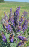 Amorpha canescens | Lead Plant | Prairie Shoestring | 200_Seeds