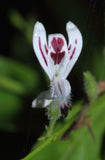 Andrographis paniculata | Creat | Green Chiretta | 100_Seeds
