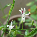 Andrographis paniculata | Creat | Green Chiretta | 100_Seeds