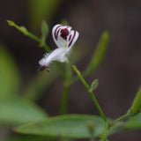 Andrographis paniculata | Creat | Green Chiretta | 100_Seeds