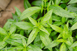 Andrographis paniculata | Creat | Green Chiretta | 100_Seeds