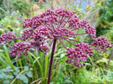 Angelica gigas | Giant Purple Korean Angelica | Dang Gui | 20_Seeds