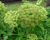 Angelica taiwaniana | sylvestris | Vicars Mead | 10_Seeds