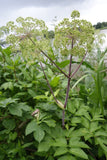 Angelica taiwaniana | sylvestris | Vicars Mead | 10_Seeds