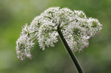 Angelica taiwaniana | sylvestris | Vicars Mead | 10_Seeds