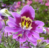 Schizanthus Wisetonensis |  Angel Wings | 100_Seeds