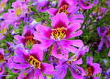 Schizanthus Wisetonensis |  Angel Wings | 100_Seeds