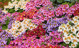 Schizanthus Wisetonensis |  Angel Wings | 100_Seeds