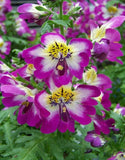 Schizanthus Wisetonensis |  Angel Wings | 100_Seeds