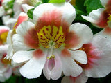 Schizanthus Wisetonensis |  Angel Wings | 100_Seeds
