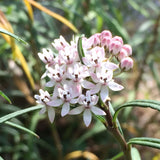 Asclepias angustifolia | Arizona Milkweed | 10_Seeds