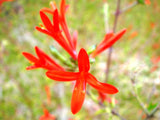 Anisacanthus quadrifidus | Hummingbird | Flame Acanthus | 10_Seeds