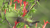 Anisacanthus quadrifidus | Hummingbird | Flame Acanthus | 10_Seeds
