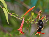 Anisacanthus quadrifidus | Hummingbird | Flame Acanthus | 10_Seeds