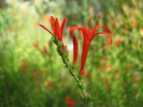Anisacanthus quadrifidus | Hummingbird | Flame Acanthus | 10_Seeds