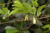 Annona squamosa | Sugar Apple | Sweetsop | 5_Seeds