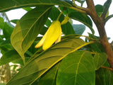 Annona squamosa | Sugar Apple | Sweetsop | 5_Seeds