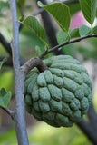 Annona squamosa | Sugar Apple | Sweetsop | 5_Seeds