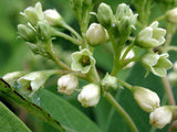 Apocynum sibiricum | Clasping Dogbane | 10_Seeds