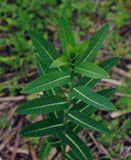 Apocynum sibiricum | Clasping Dogbane | 10_Seeds