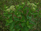 Apocynum sibiricum | Clasping Dogbane | 10_Seeds