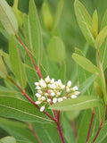 Apocynum sibiricum | Clasping Dogbane | 10_Seeds
