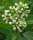 Apocynum sibiricum | Clasping Dogbane | 10_Seeds