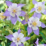 Aquilegia caerulea | Colorado Blue Columbine | 50_Seeds
