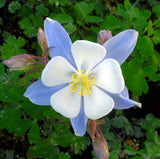 Aquilegia caerulea | Colorado Blue Columbine | 50_Seeds