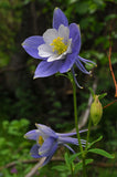 Aquilegia caerulea | Colorado Blue Columbine | 50_Seeds