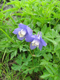 Aquilegia flabellata | Fan Columbine | 10_Seeds