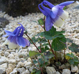Aquilegia flabellata | Fan Columbine | 10_Seeds