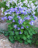 Aquilegia flabellata | Fan Columbine | 10_Seeds