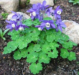 Aquilegia flabellata | Fan Columbine | 10_Seeds